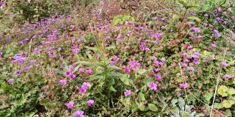 Geranium sanguineum 'Dilys' Verikurjenpolvi